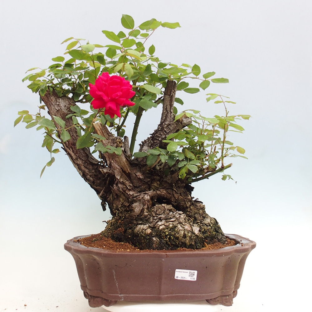 Bonsai für draußen - Rosa Kordes - Rose