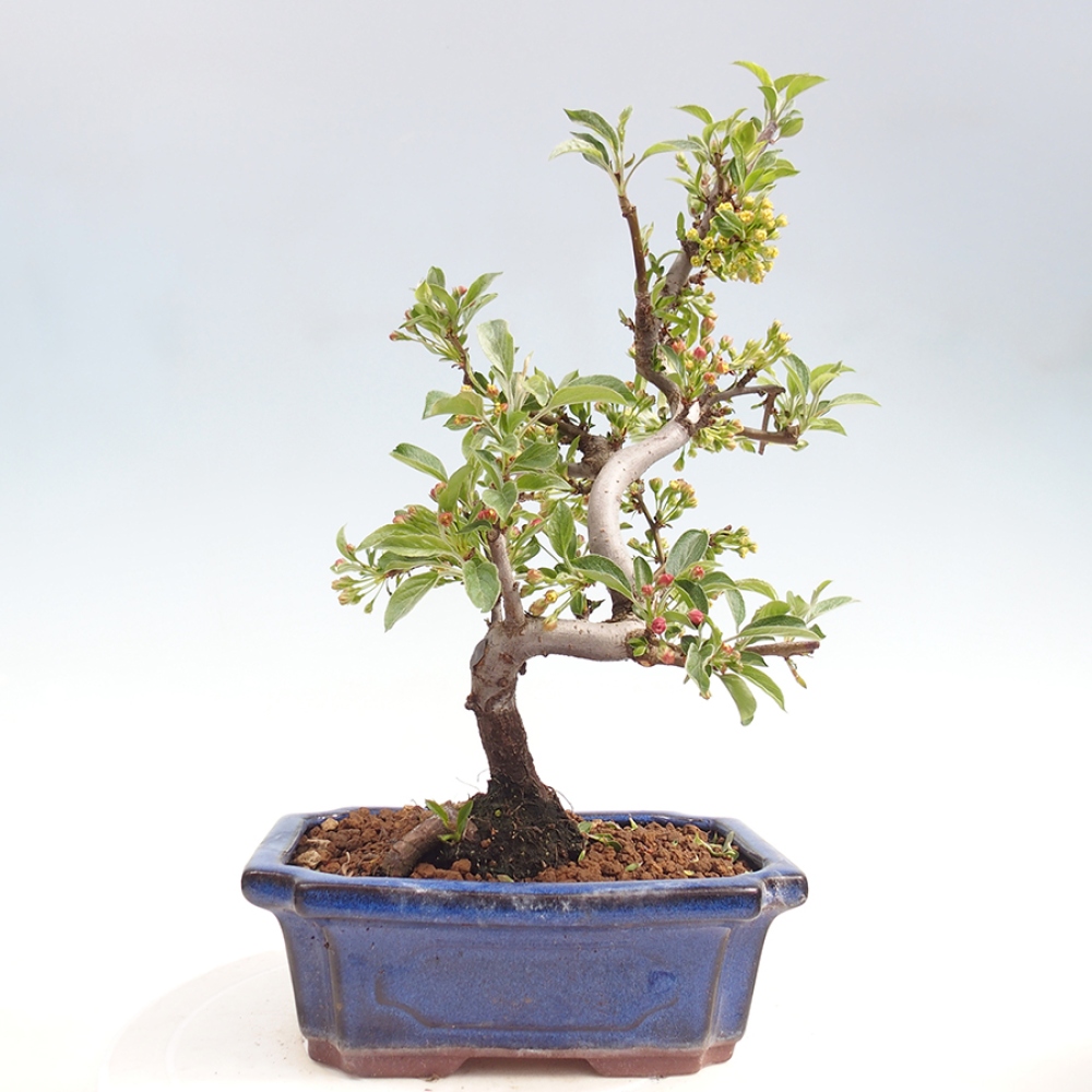 Outdoor Bonsai - Malus sargentii - Kleinfrüchtiger Apfelbaum