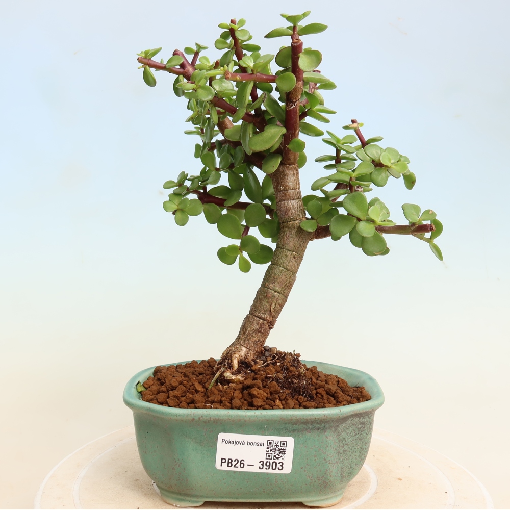 Zimmer Bonsai - Portulakaria Afra - Tlustice