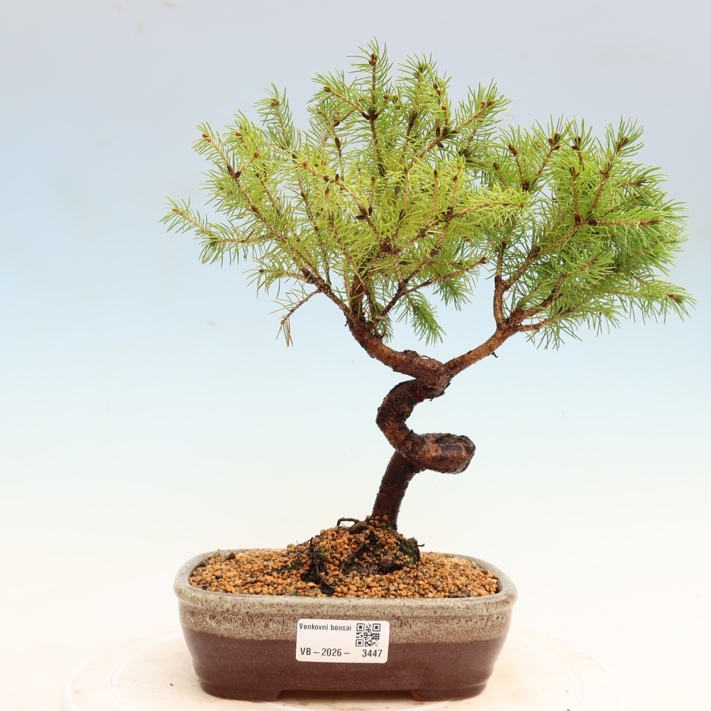 Bonsai für den Außenbereich – Graufichte – Picea glauca Globe