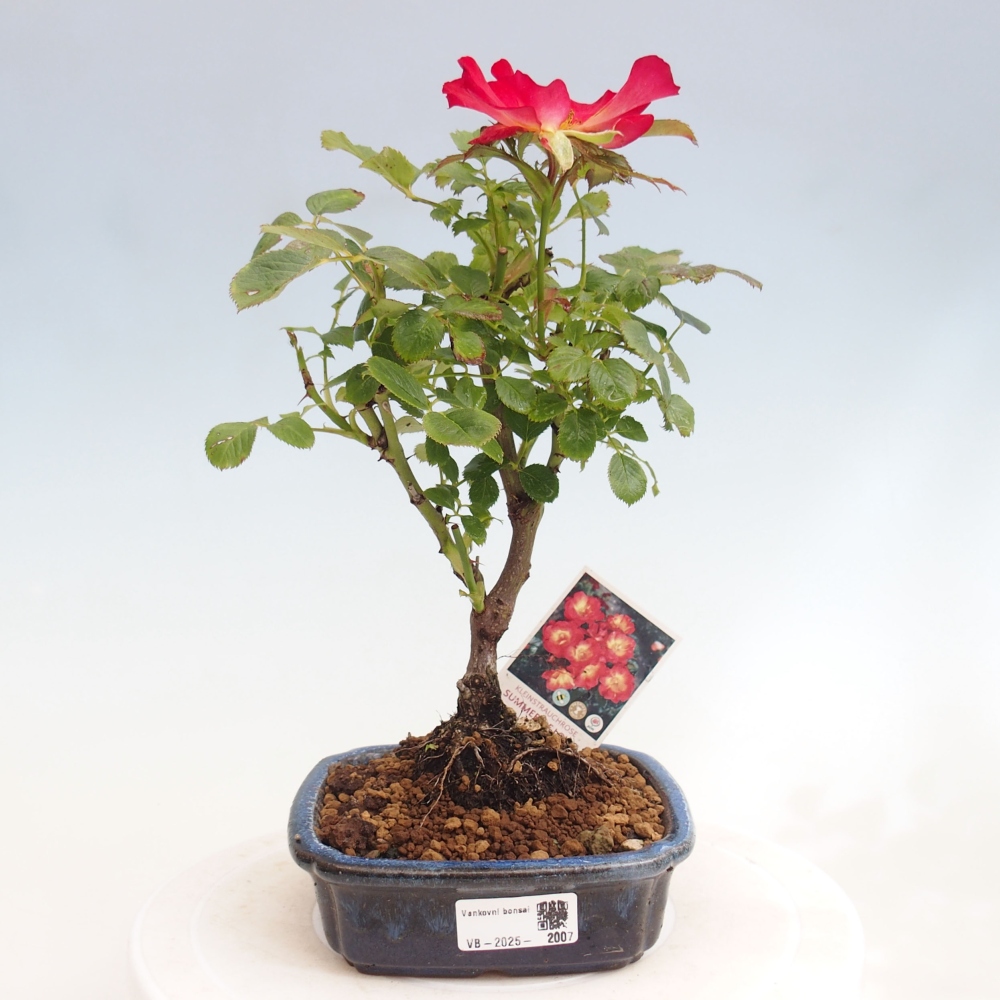 Bonsai für draußen - Rosa Kordes - Rose