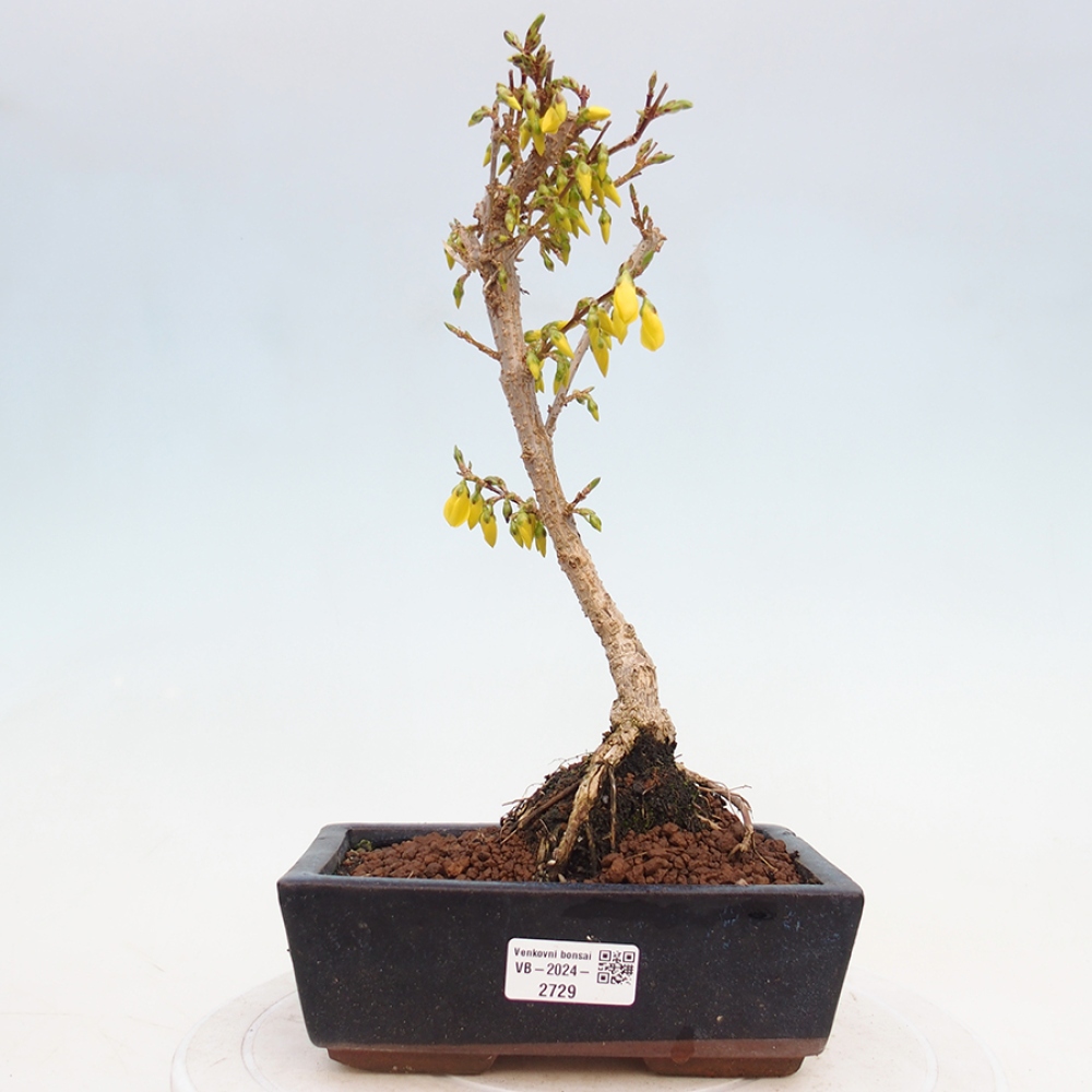 Bonsai für draußen - Zlatice - Forsythia intermedia