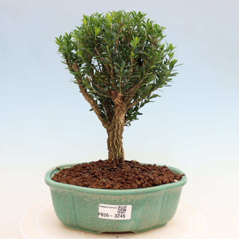 Zimmer Bonsai - Buxus harlandii - Korkbuxus