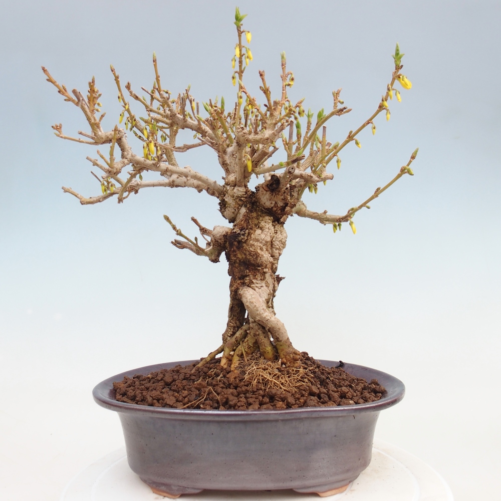 Bonsai für draußen - Zlatice - Forsythia koreana