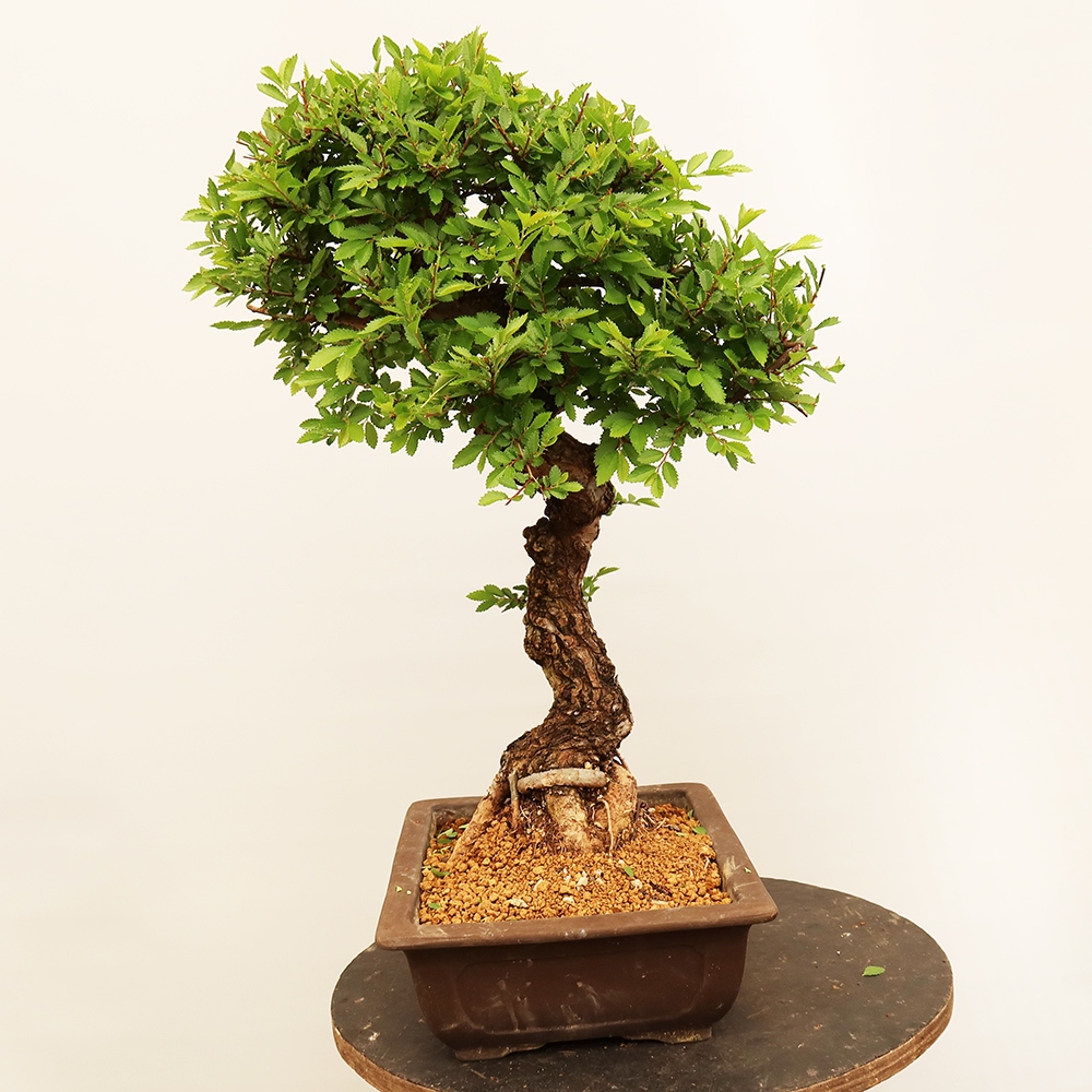 Bonsai für draußen - Zelkova - Zelkova NIRE