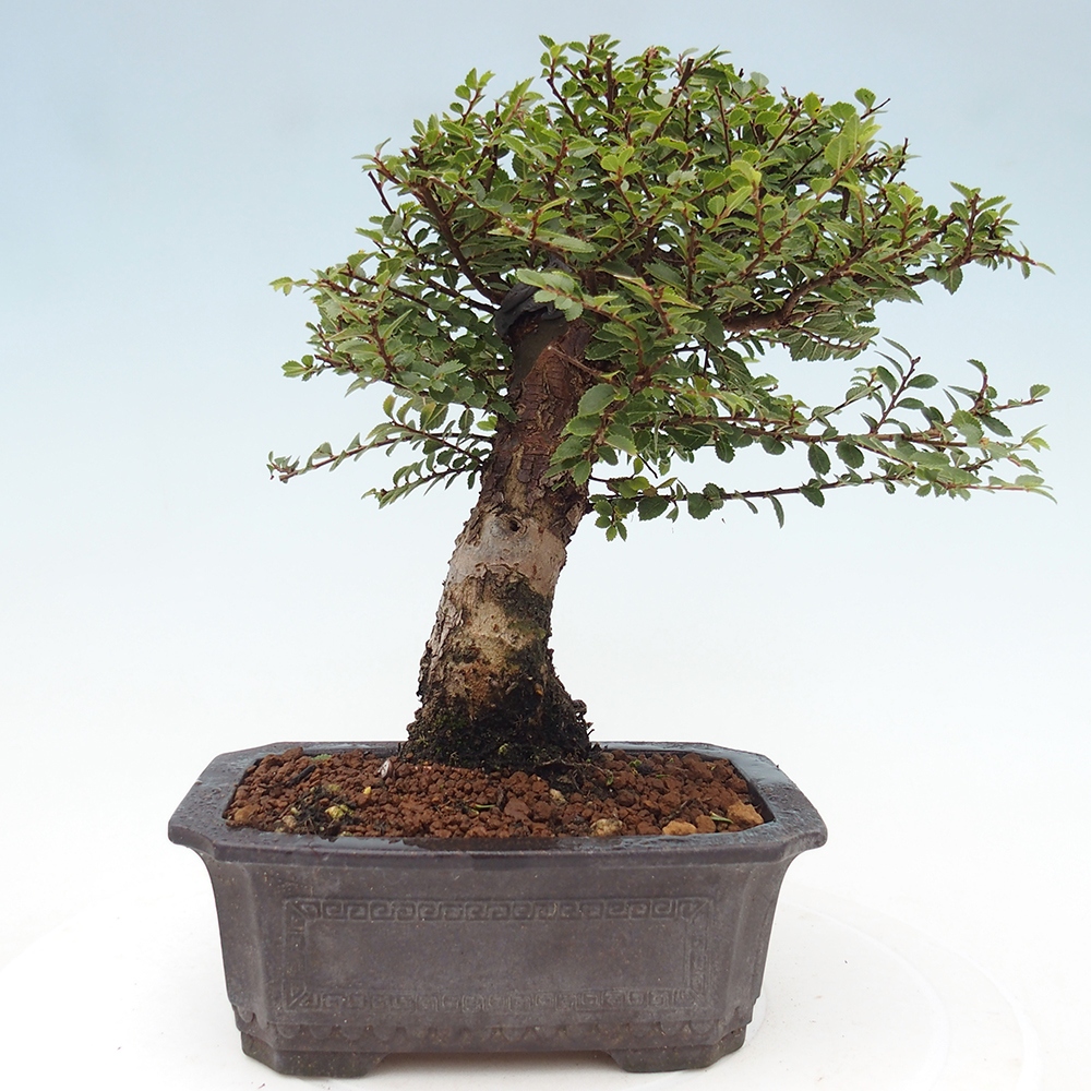 Bonsai für draußen - Ulmus parvifolia Hokkaido - Chinesische Ulme