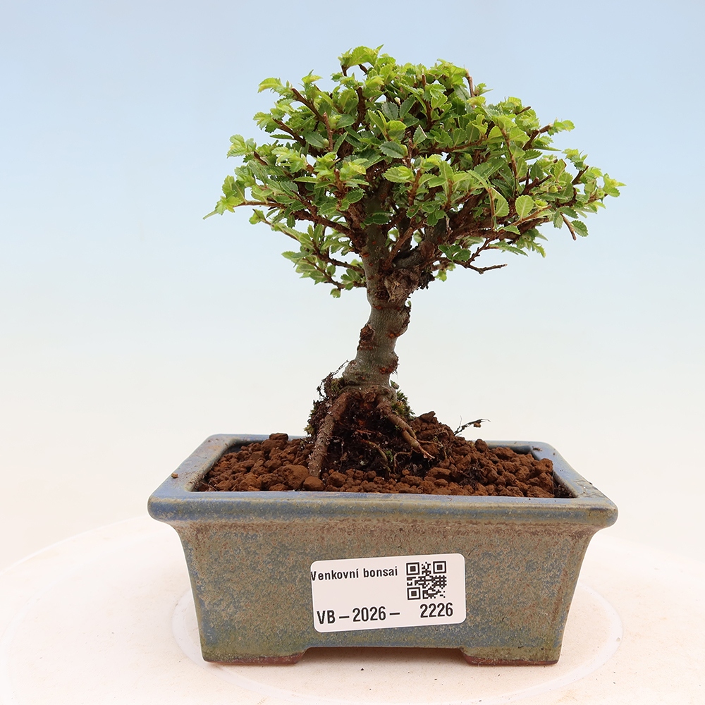 Bonsai für draußen - Ulmus parvifolia Sagei - Kleinblättrige Ulme