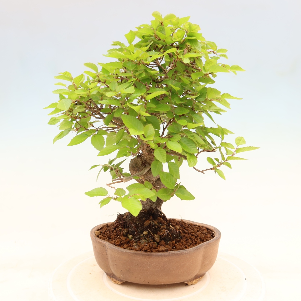 Bonsai für draußen - Karpinus Coreana - Koreanische Hainbuche