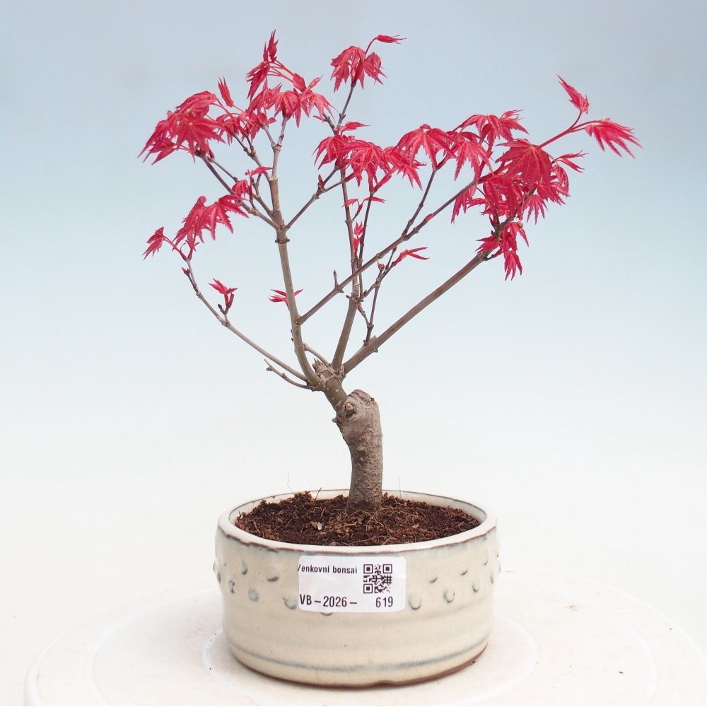 Bonsai für draußen - Acer palmatum DESHOJO