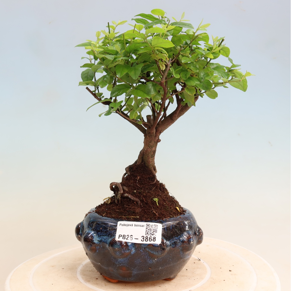 Zimmer Bonsai - Sageretia thea - Sageretia thea