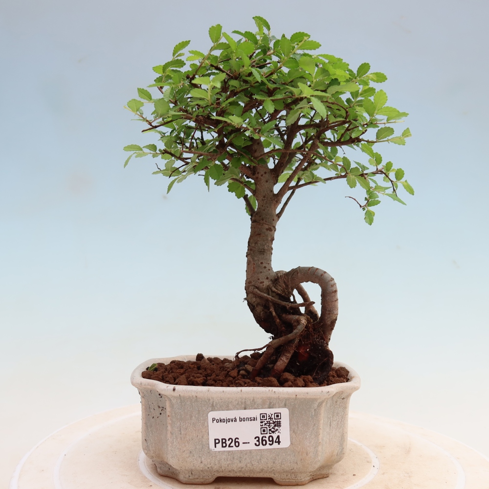 Zimmerbonsai - Ulmus parvifolia - Kleinblättrige Ulme