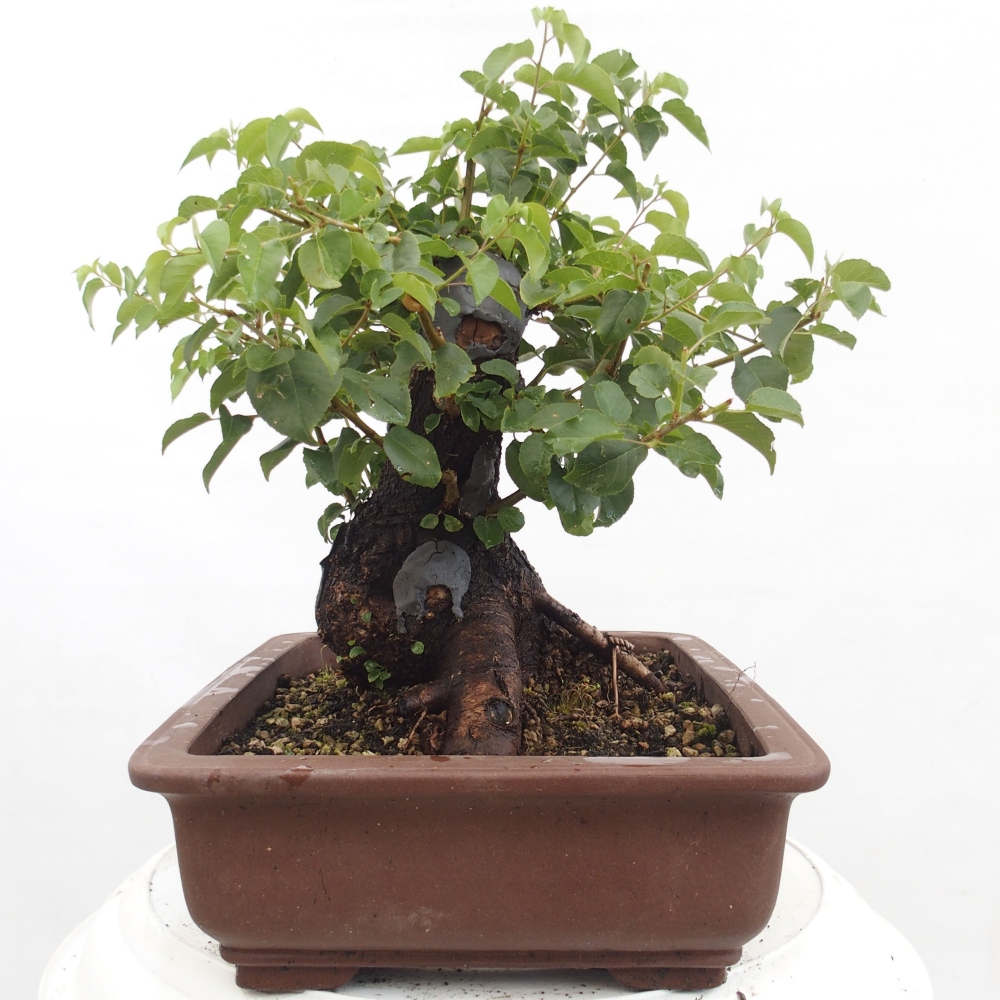Bonsai für draußen - Mahalebka - Prunus mahaleb