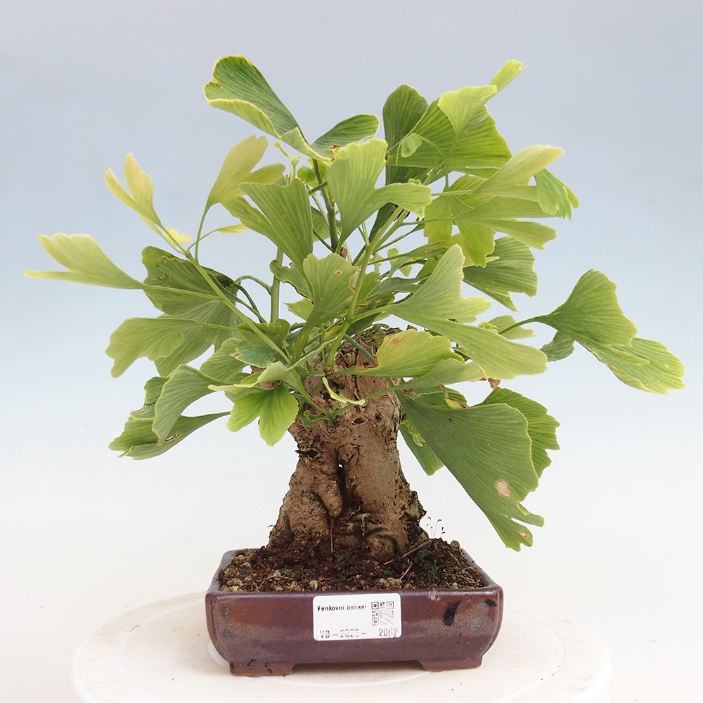 Bonsai für draußen - Ginkgo biloba - Ginkgo biloba