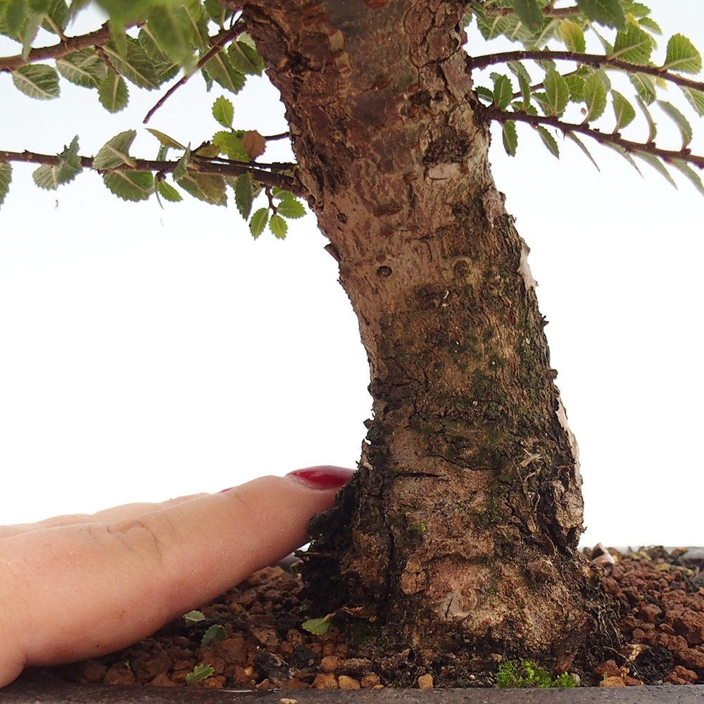 Bonsai für draußen - Ulmus parvifolia Hokkaido - Chinesische Ulme