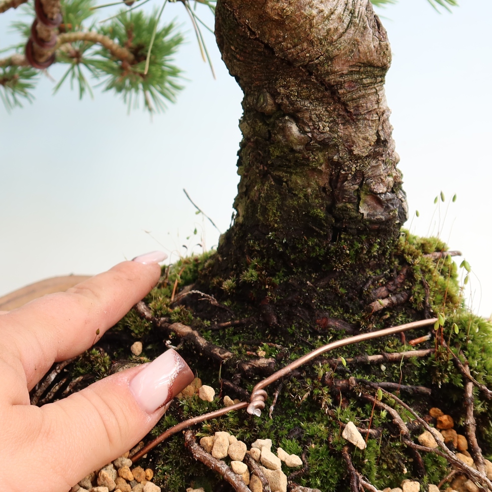 Bonsai für den Außenbereich – Pinus mugo Humpy – Zwergkiefer
