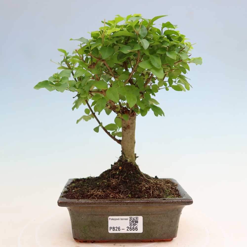 Zimmer Bonsai -Ligustrum chinensis - Vogelschnabel