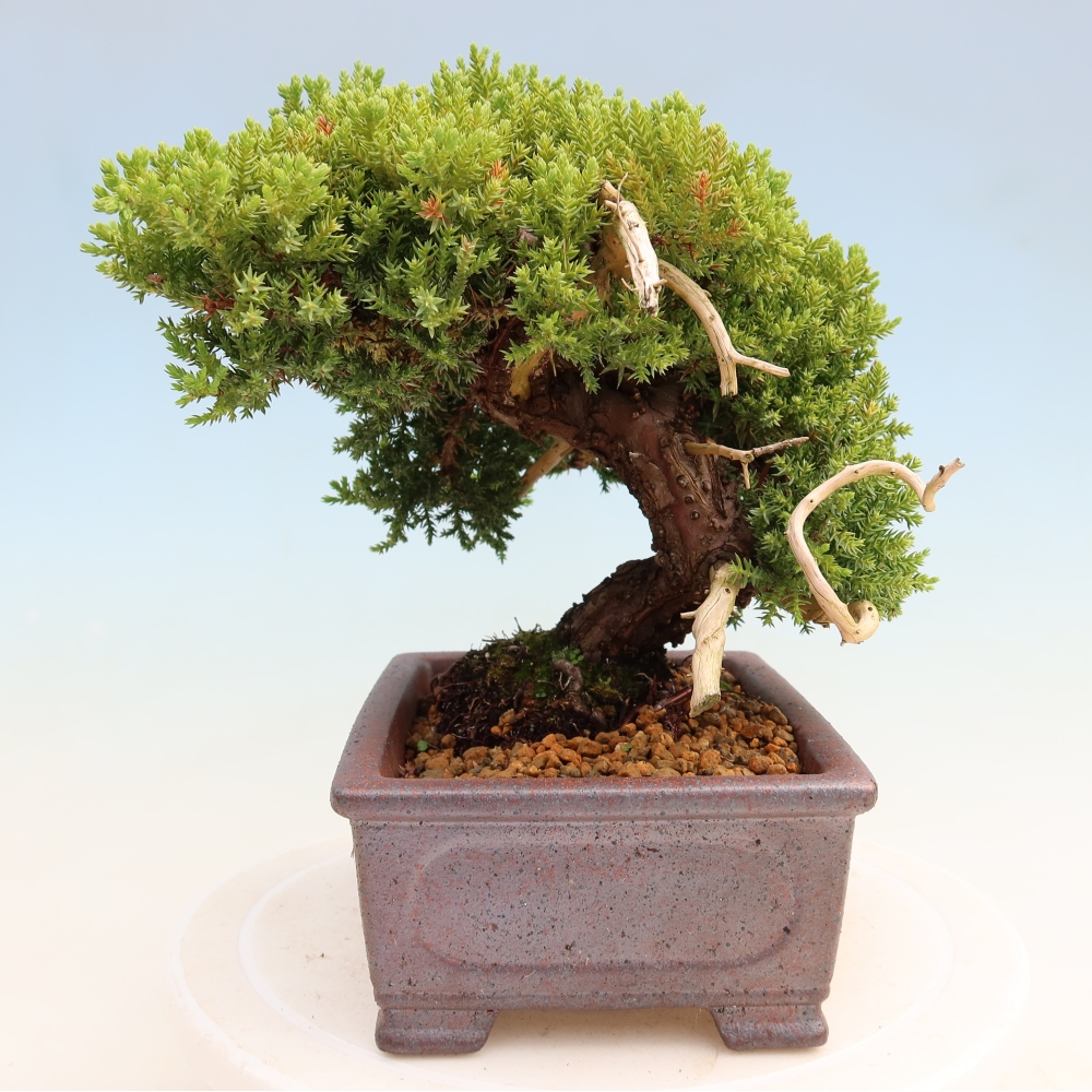 Bonsai für draußen - Juniperus procumbens - Juniperus procumbens