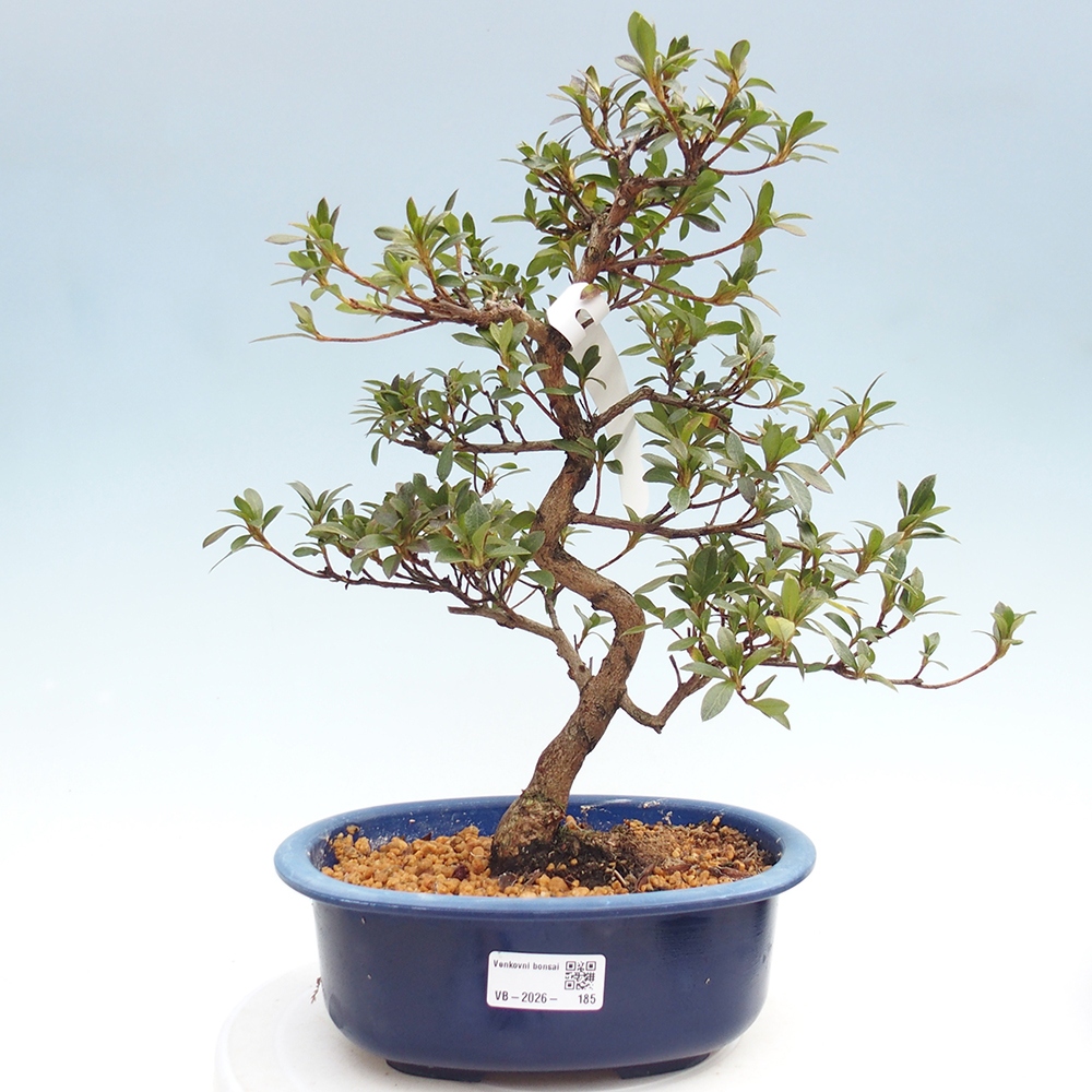 Bonsai für draußen - Japanische Azalee - Azalee Yoko