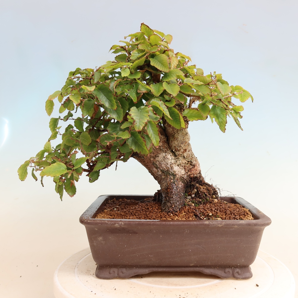 Bonsai für draußen -Carpinus CARPINOIDES - Koreanische Hainbuche