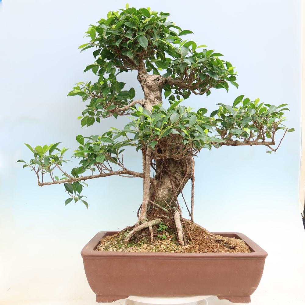 Zimmerbonsai - Ficus kimmen - Kleinblättriger Ficus