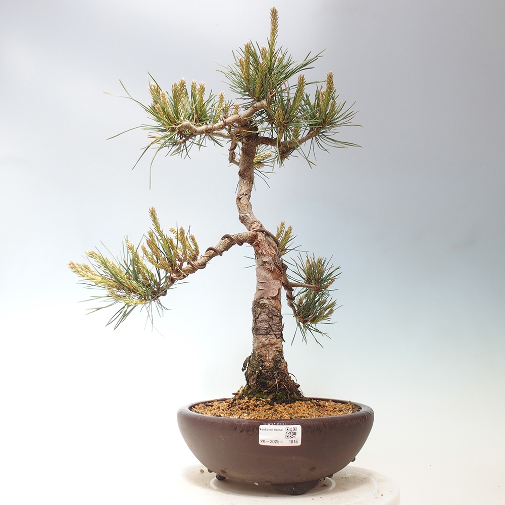 Bonsai für draußen - Pinus Sylvestris Watererri - Waldkiefer