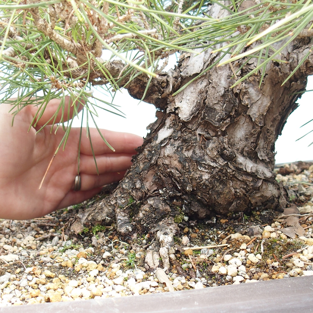 Bonsai für draußen - Pinus thunbergii - Thunberg-Kiefer