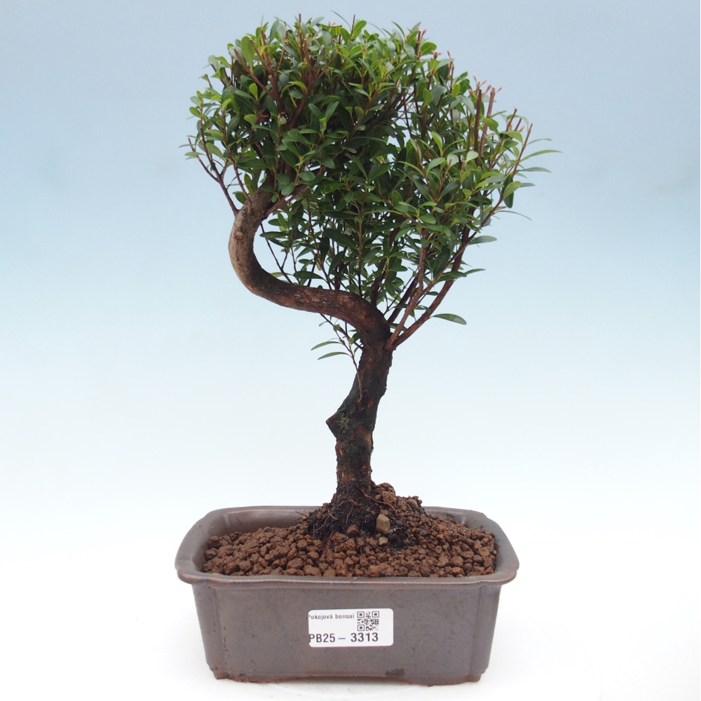 Zimmer Bonsai - Syzygium - Piment