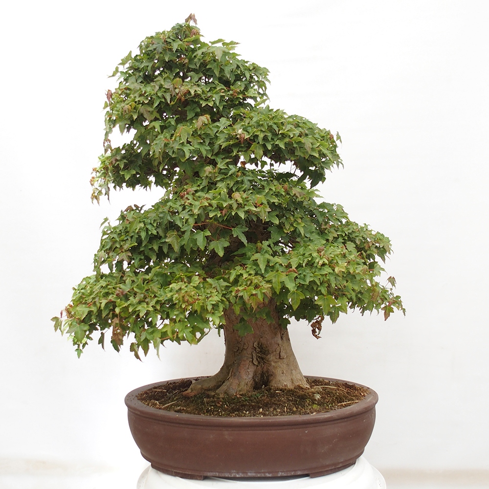 Bonsai für draußen - Acer Buergerianum - Bergahorn