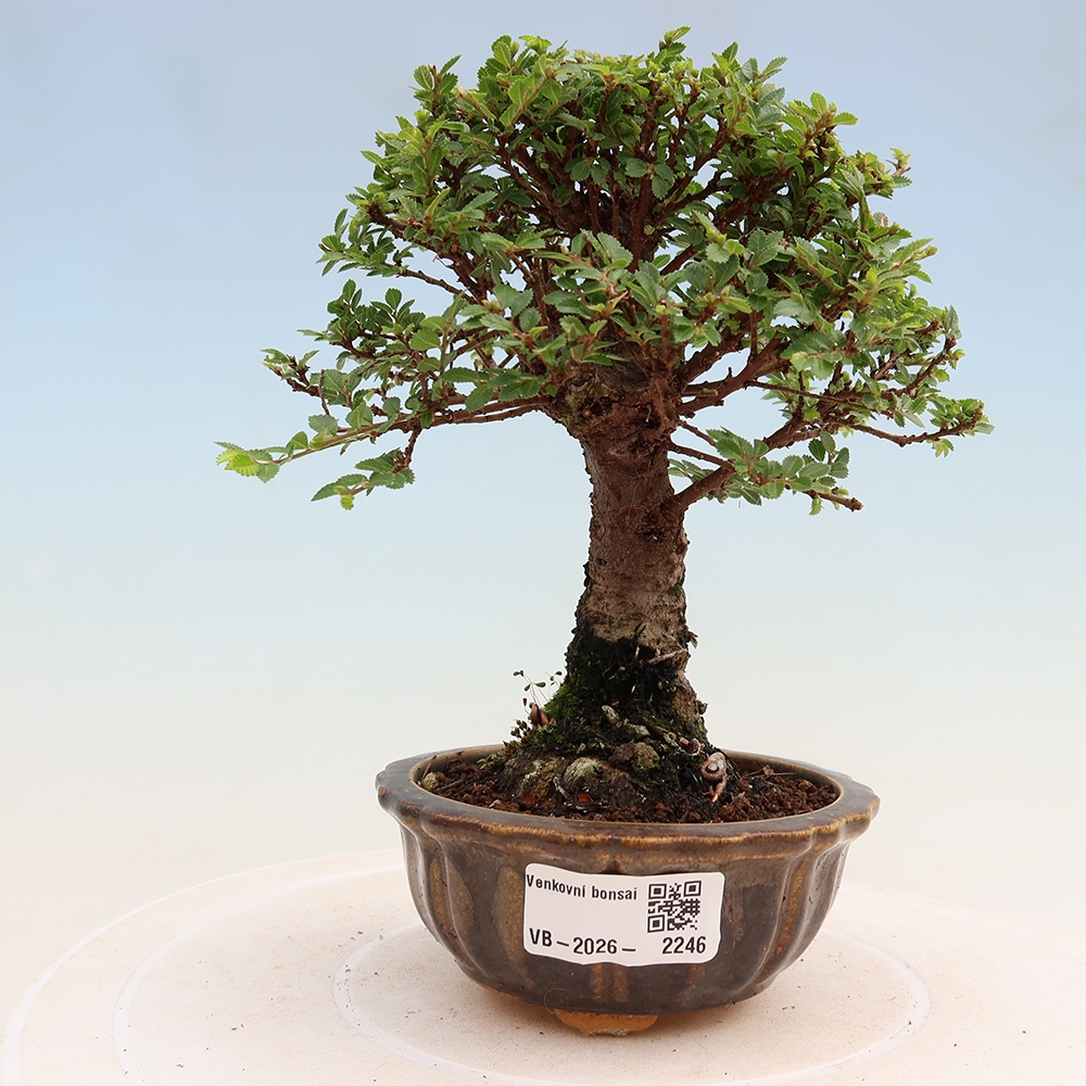 Bonsai für draußen - Ulmus parvifolia Sagei - Kleinblättrige Ulme