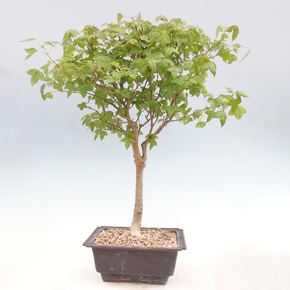 Bonsai für draußen - Acer Buergerianum - Bergahorn