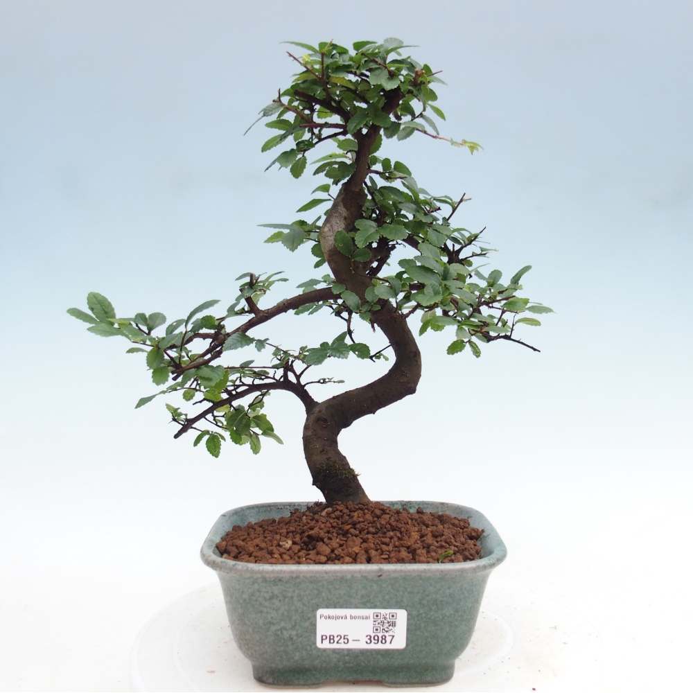 Zimmerbonsai - Ulmus parvifolia - Kleinblättrige Ulme