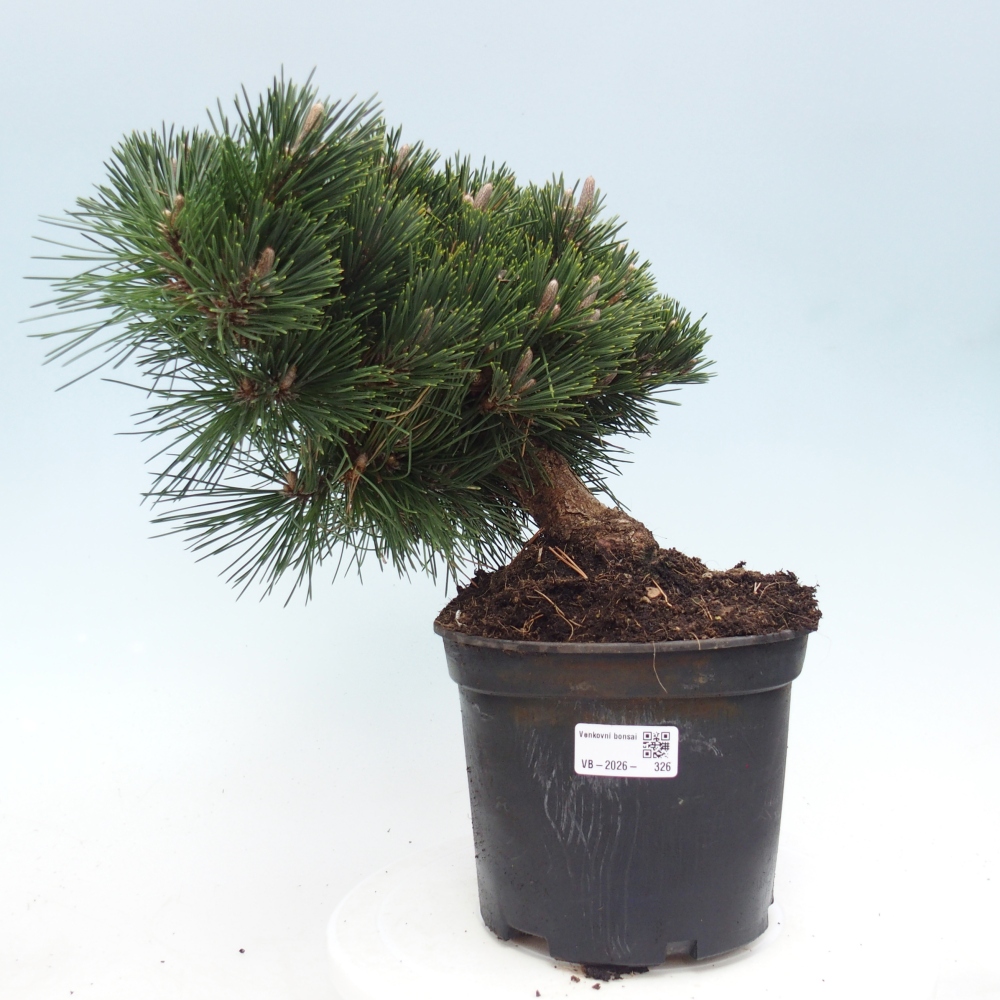 Bonsai für draußen - Pinus thunbergii senjyumaru - Thunberg-Kiefer