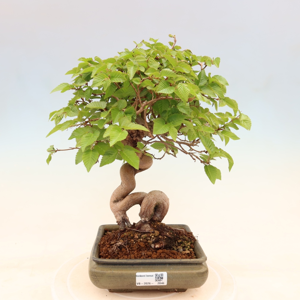 Bonsai für draußen - Karpinus Coreana - Koreanische Hainbuche