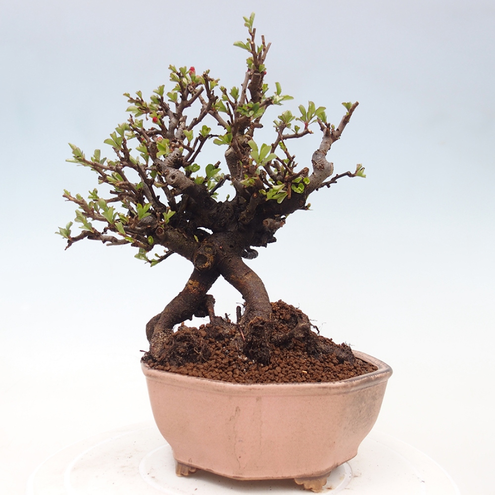 Bonsai für draußen - Chaneomeles speciosa - Quitte