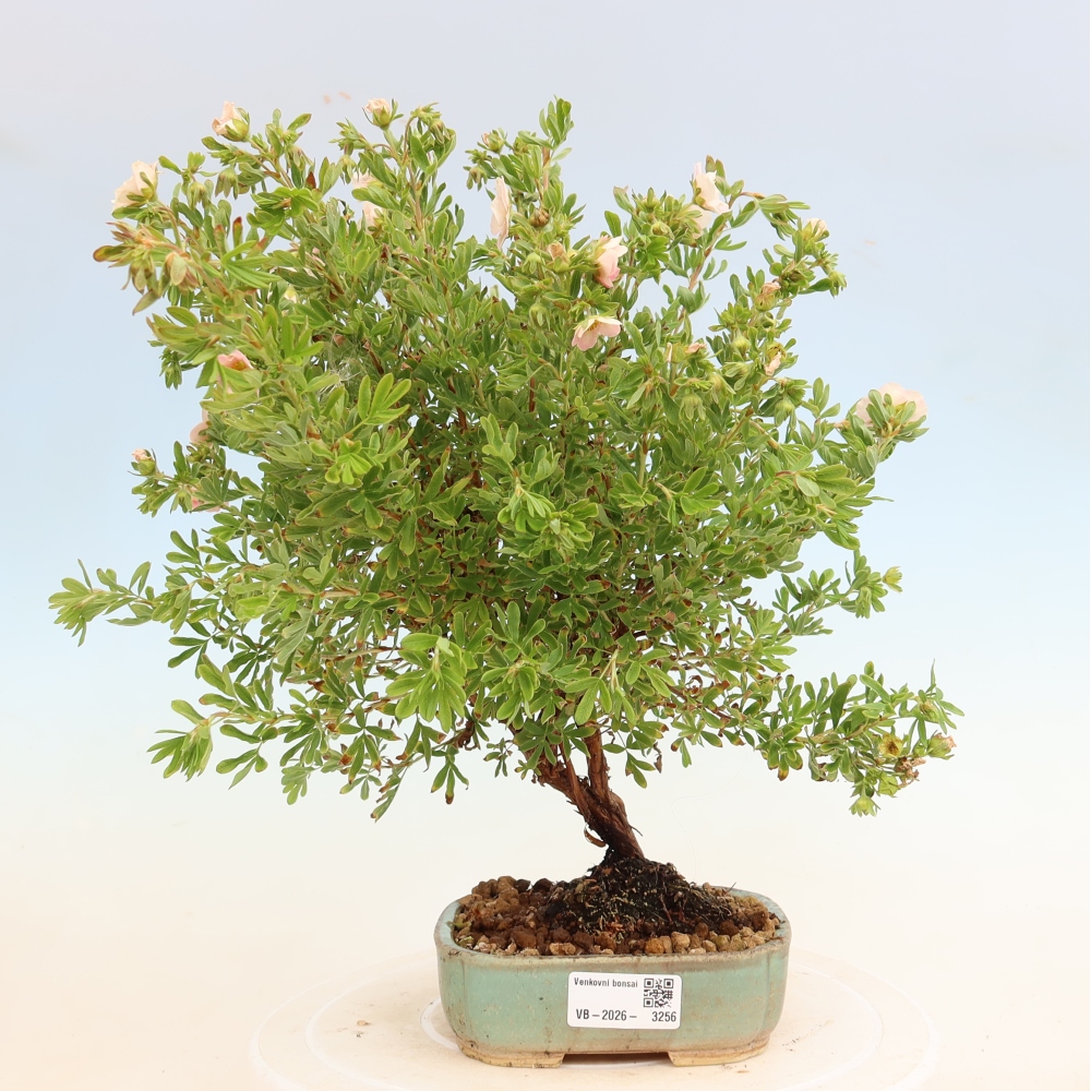 Bonsai für den Außenbereich – Strauch-Fingerkraut – Potentilla fruticosa Bellissima