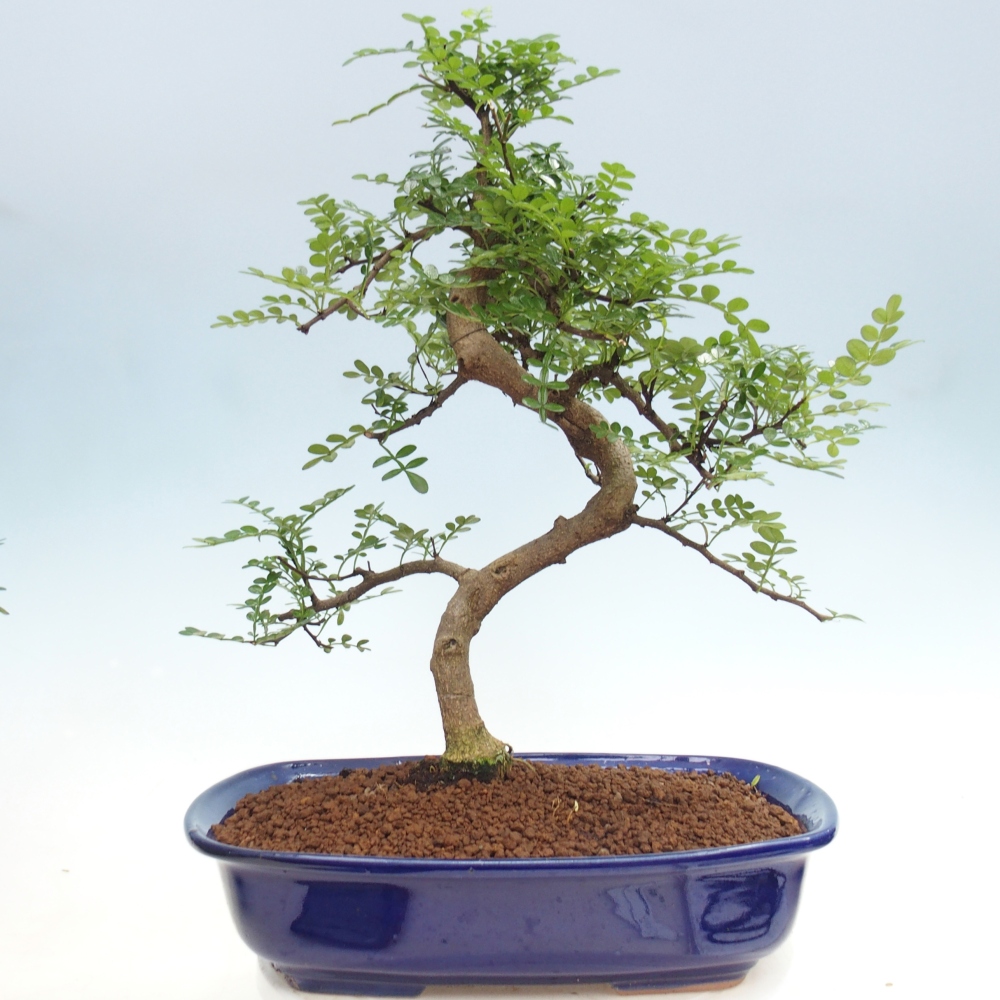 Zimmer Bonsai - Zantoxylum piperitum - Pfefferbaum