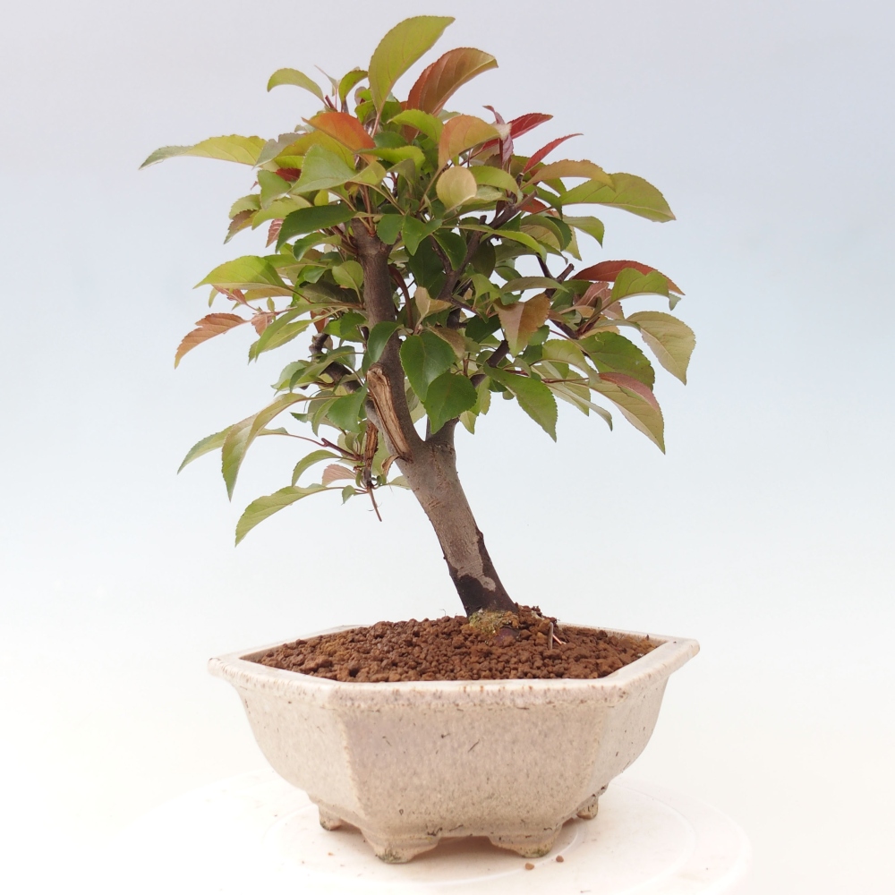Outdoor-Bonsai -Malus domestica - Kleinfrüchtiger rotblättriger Apfelbaum