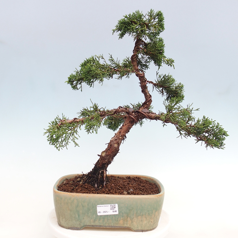 Bonsai für draußen - Juniperus chinensis Kishu