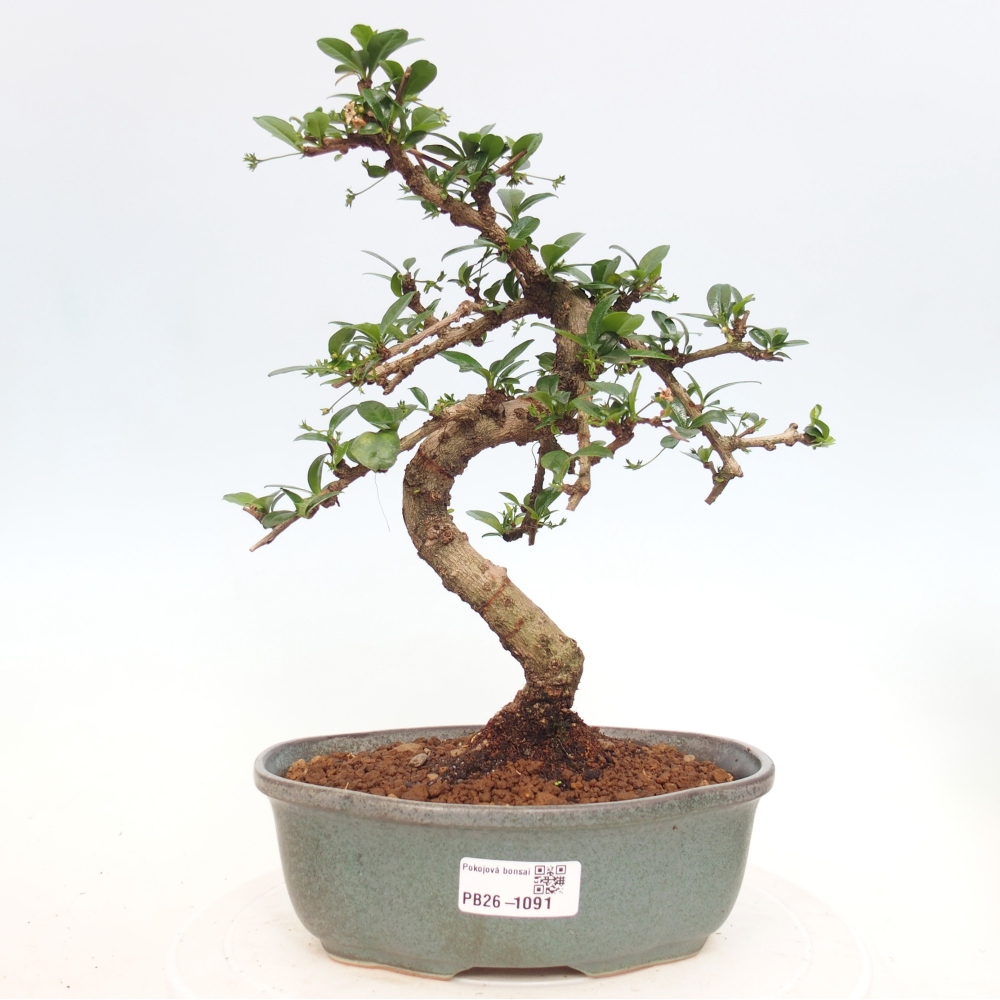 Zimmer-Bonsai - Carmona macrophylla - Tee-Fuki