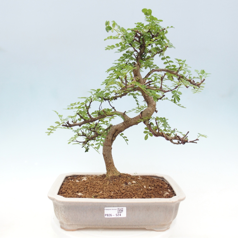 Zimmer Bonsai - Zantoxylum piperitum - Pfefferbaum