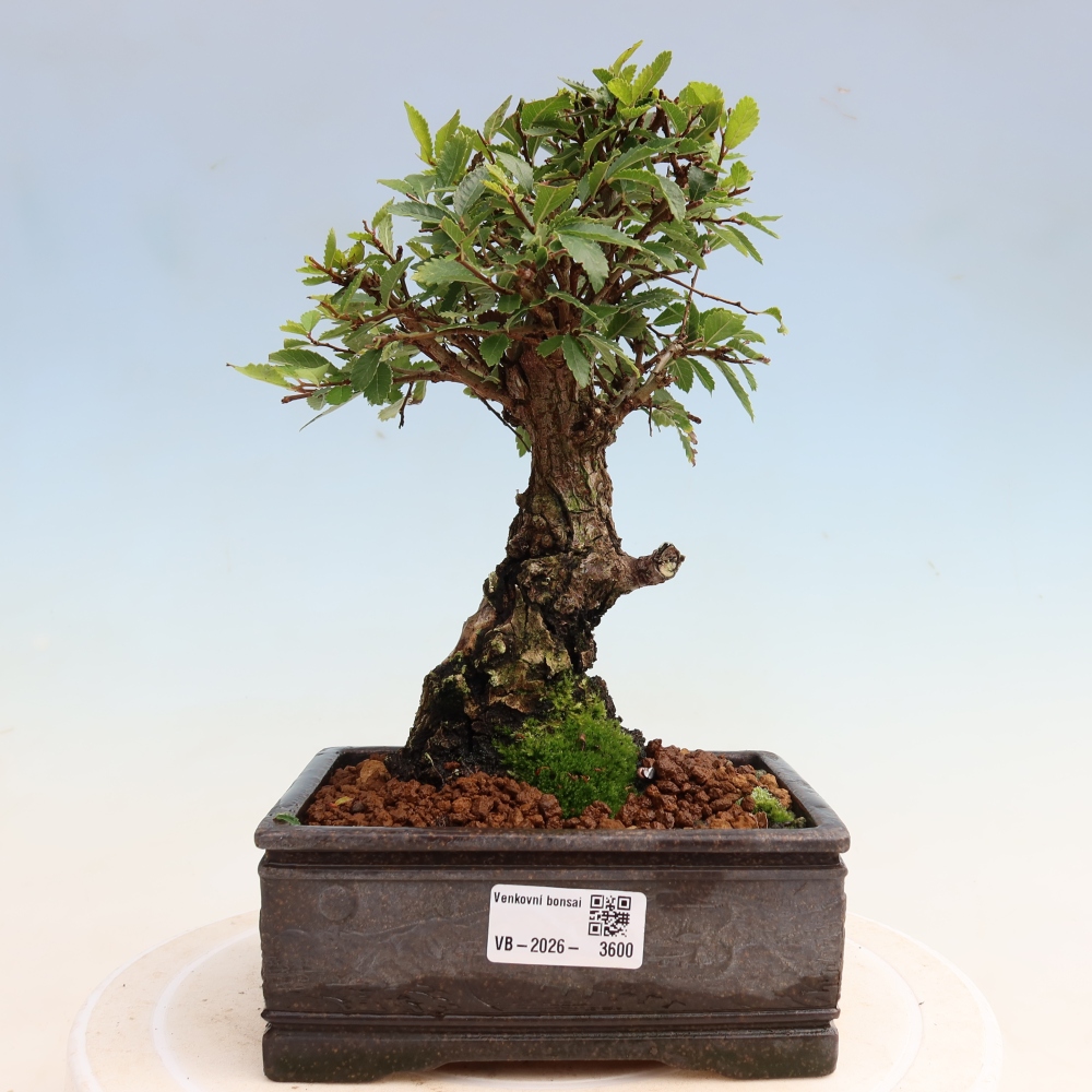 Bonsai für draußen - Zelkova - Zelkova NIRE