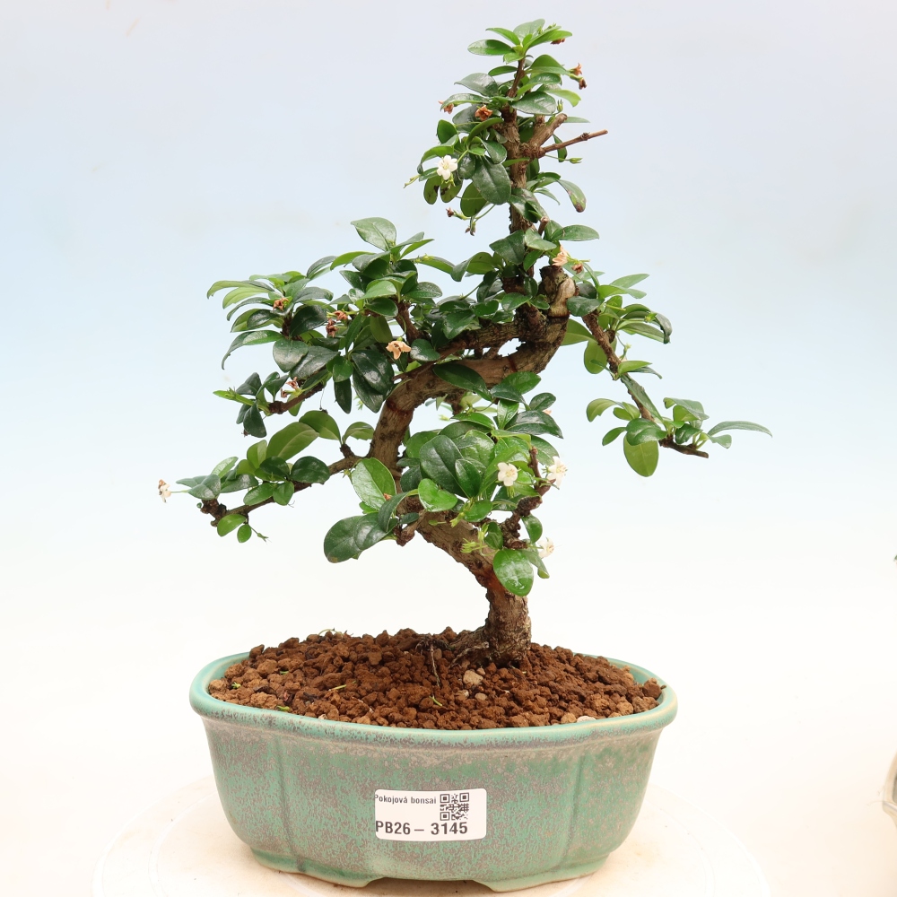 Zimmer-Bonsai - Carmona macrophylla - Tee-Fuki