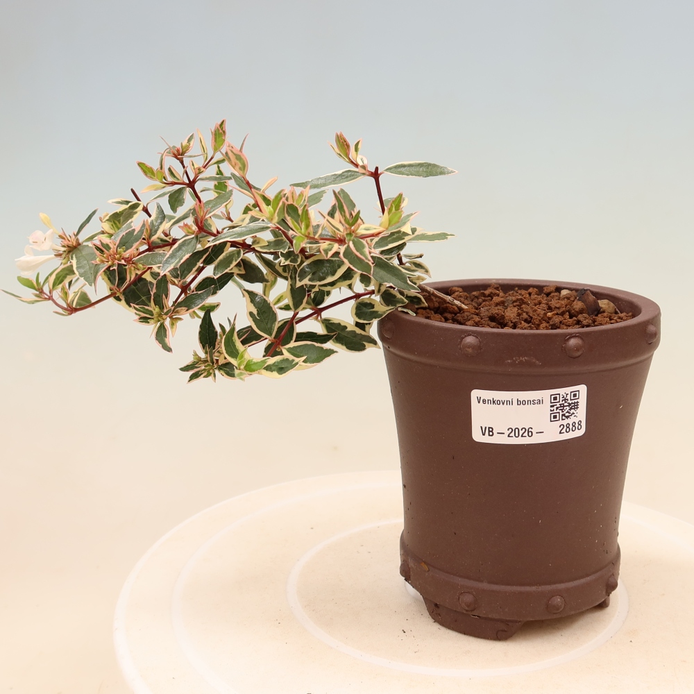 Bonsai für den Außenbereich – Abelia gr. Confetti – Großblütige Abelie