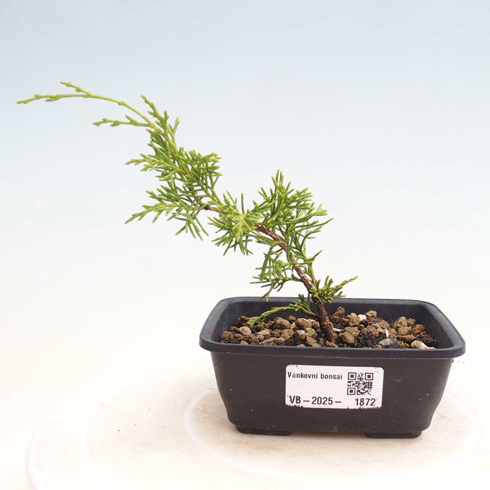 Bonsai für draußen - Juniperus chinensis Itoigawa