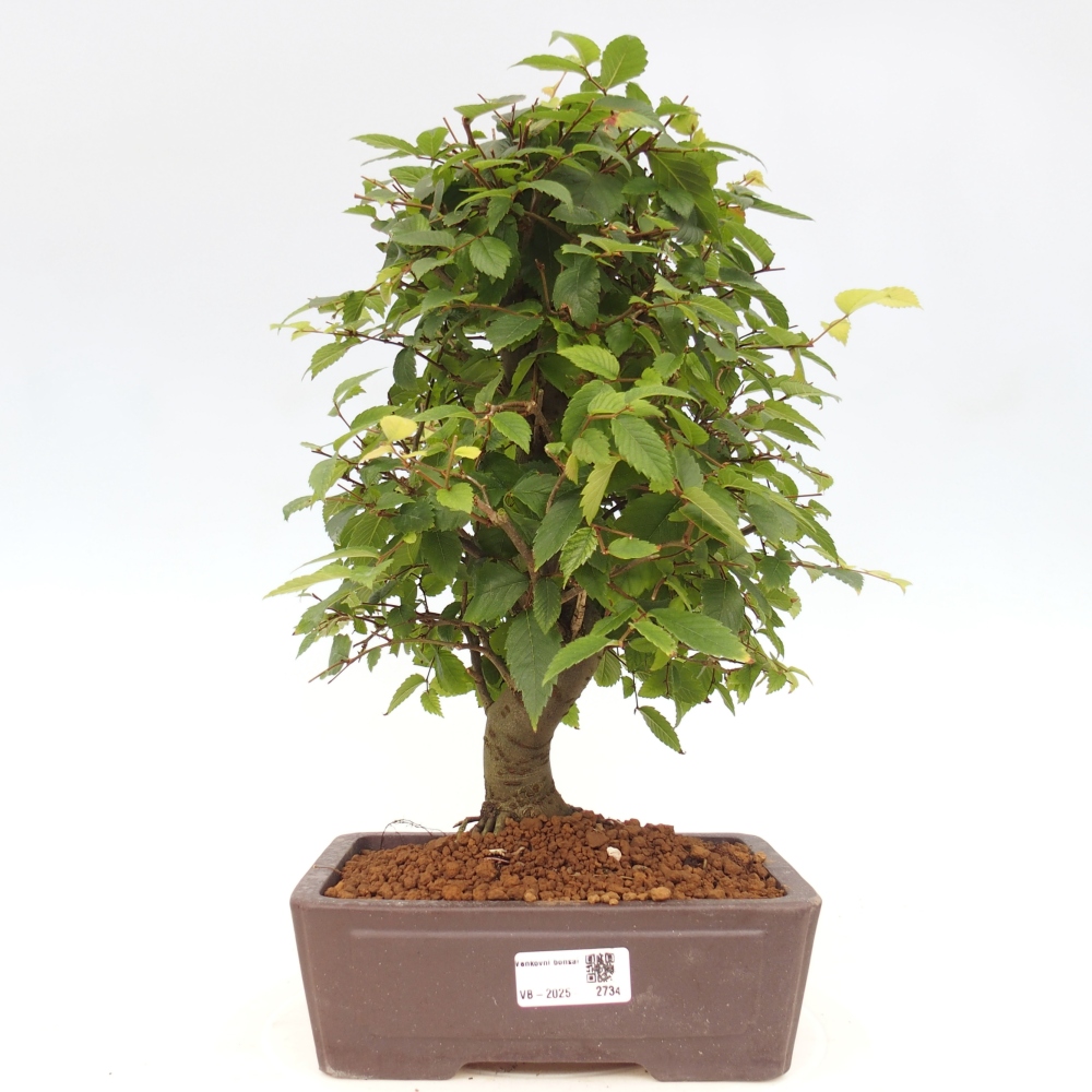 Bonsai für draußen - Zelkova - Zelkova NIRE