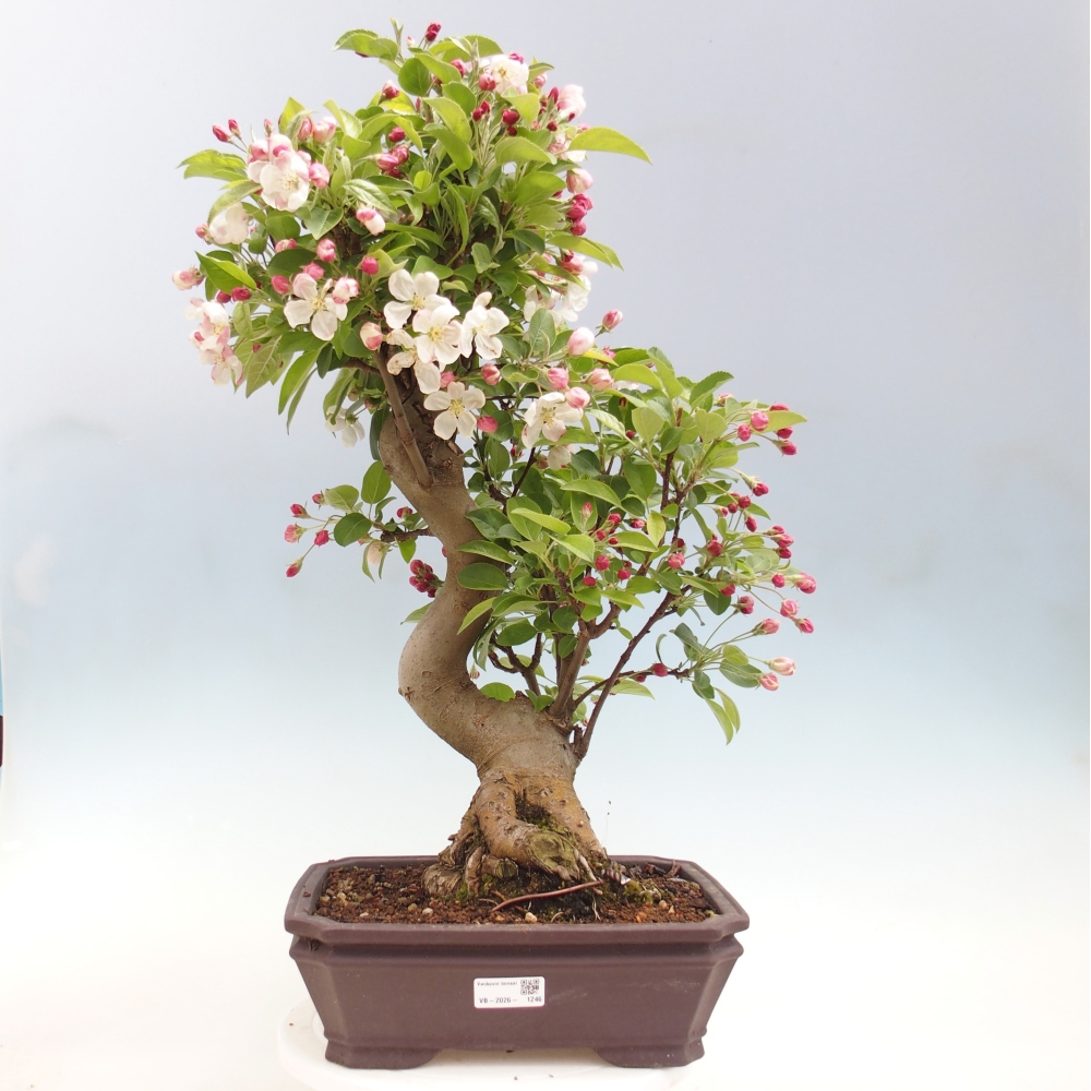 Outdoor-Bonsai -Malus halliana - Kleinfrüchtiger Apfelbaum