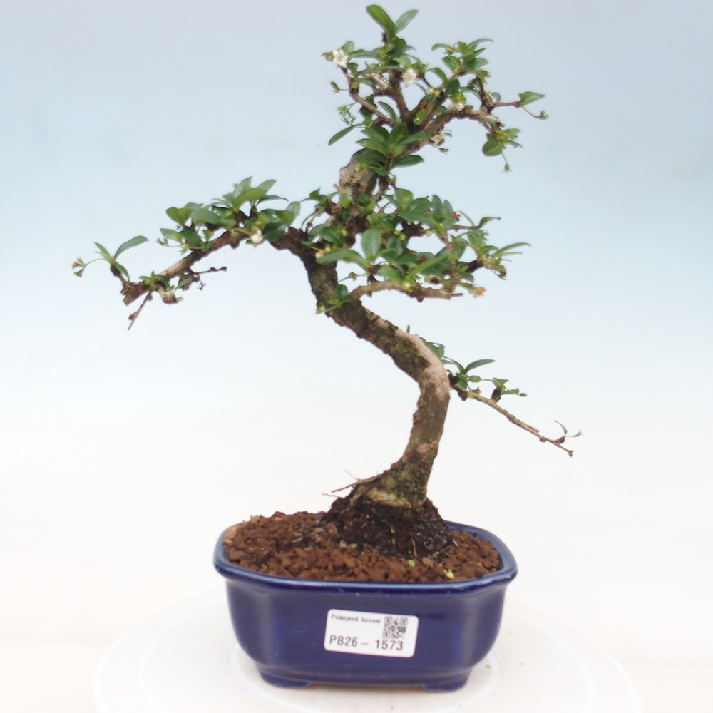 Zimmer-Bonsai - Carmona macrophylla - Tee-Fuki