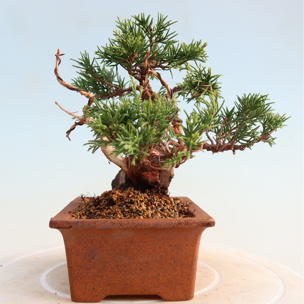 Bonsai für draußen - Juniperus chinensis Itoigawa