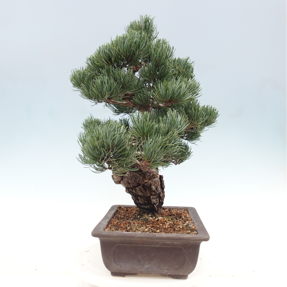 Bonsai für draußen - Pinus parviflora - Pinus parviflora