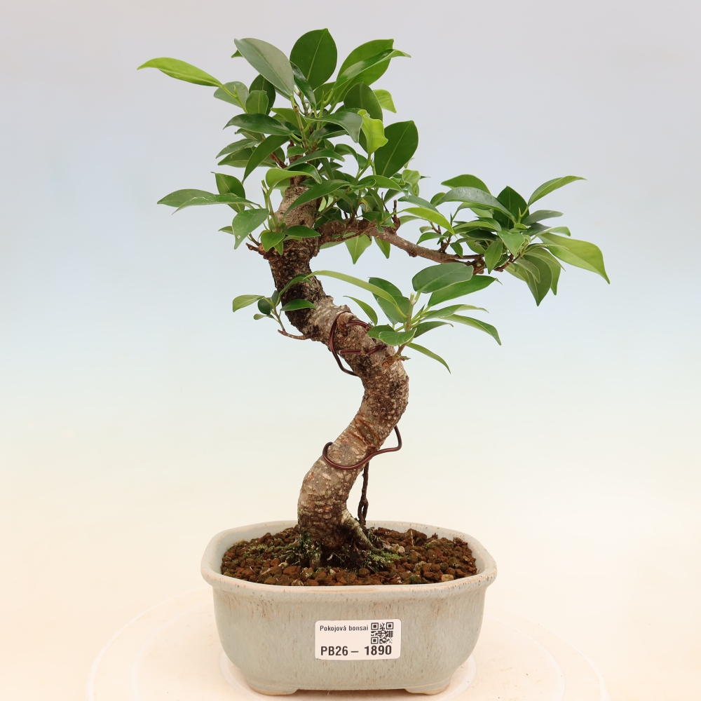 Zimmerbonsai - Ficus retusa - Kleinblättriger Ficus